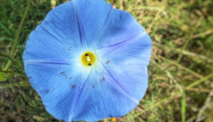 Flor azul de campanilla del género Ipomoea con la garganta amarilla