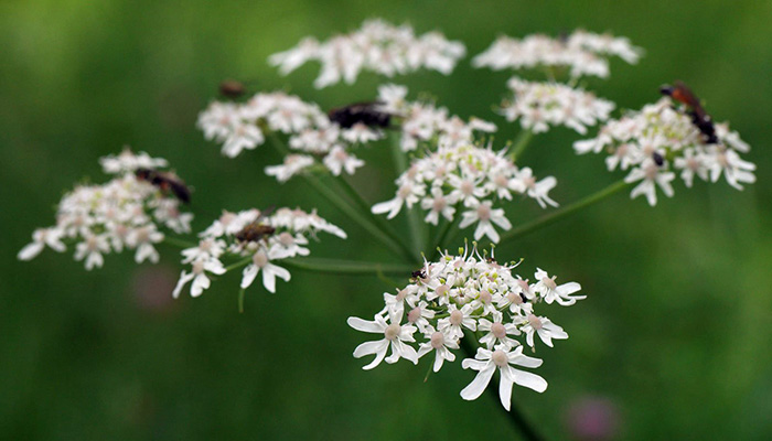 Umbela de flores blancas de Heracleum sphondylium con insectos
