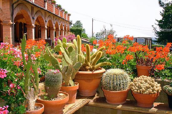 Cactus columnares y globosos en un jardín seco