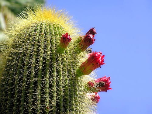 Usos de los cactus en el jardín, la terraza y la casa