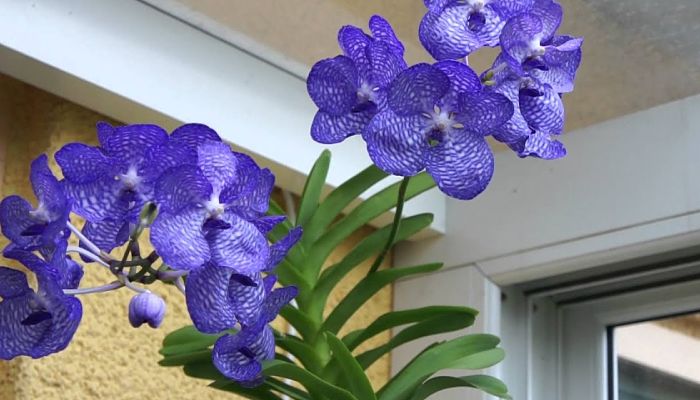 Vanda azul florecida colgada junto a la pared de una terraza