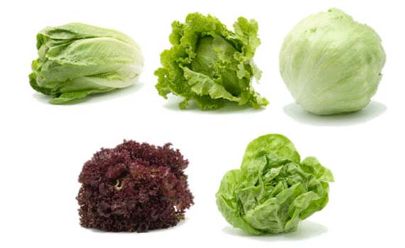 Lechugas en maceta: litros, riego, sales y calor