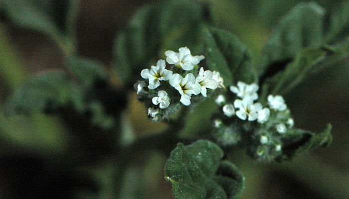 Verrucaria. Origen, descripción, Cultivo, Cuidados, Propiedades.