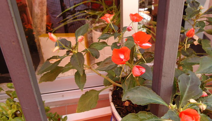 Impatiens walleriana de flor roja simple en una maceta de ventana