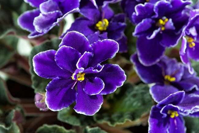 Violetas