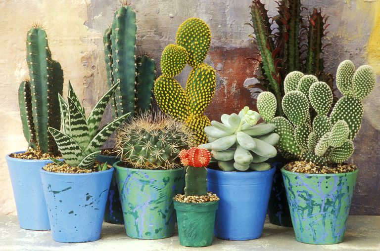 7 cosas que quizás desconozcas sobre los cactus