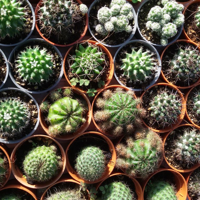 8 cosas que quizás no sepas sobre las plantas de cactus