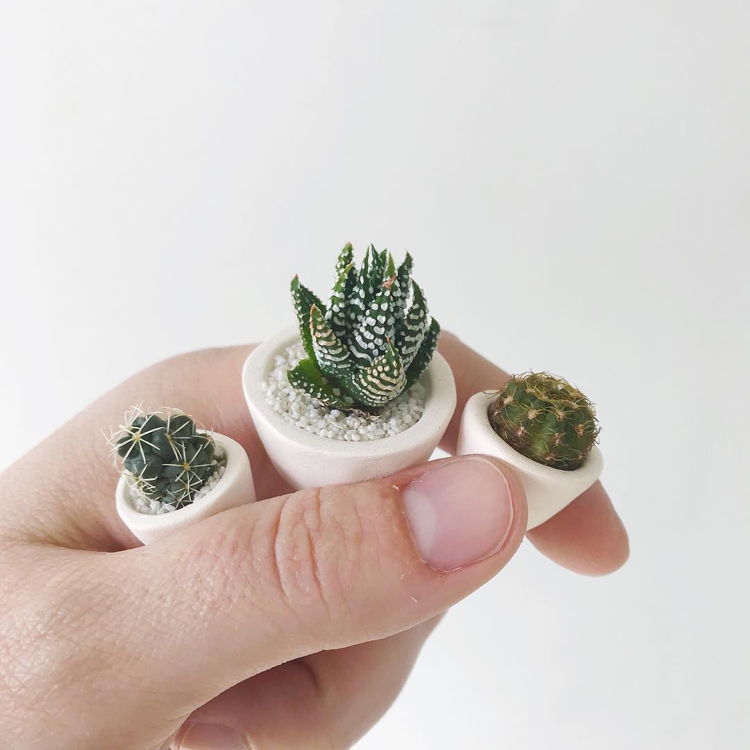 CACTUS MINIATURA