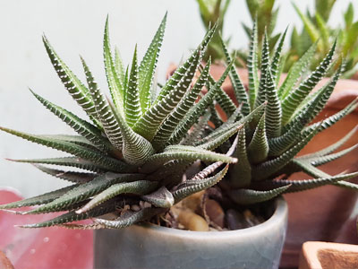 ¿Cómo cuidar a Haworthia (cactus cebra)?