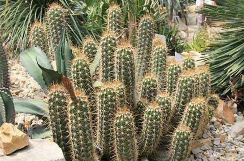 Características de un cactus