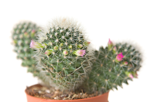 Las mejores variedades de cactus para cultivar en interiores