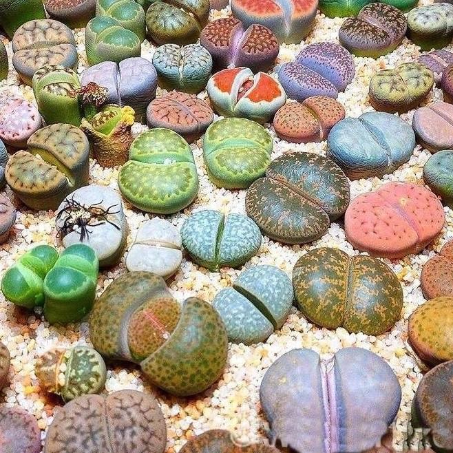 Lithops o Cactus piedra.