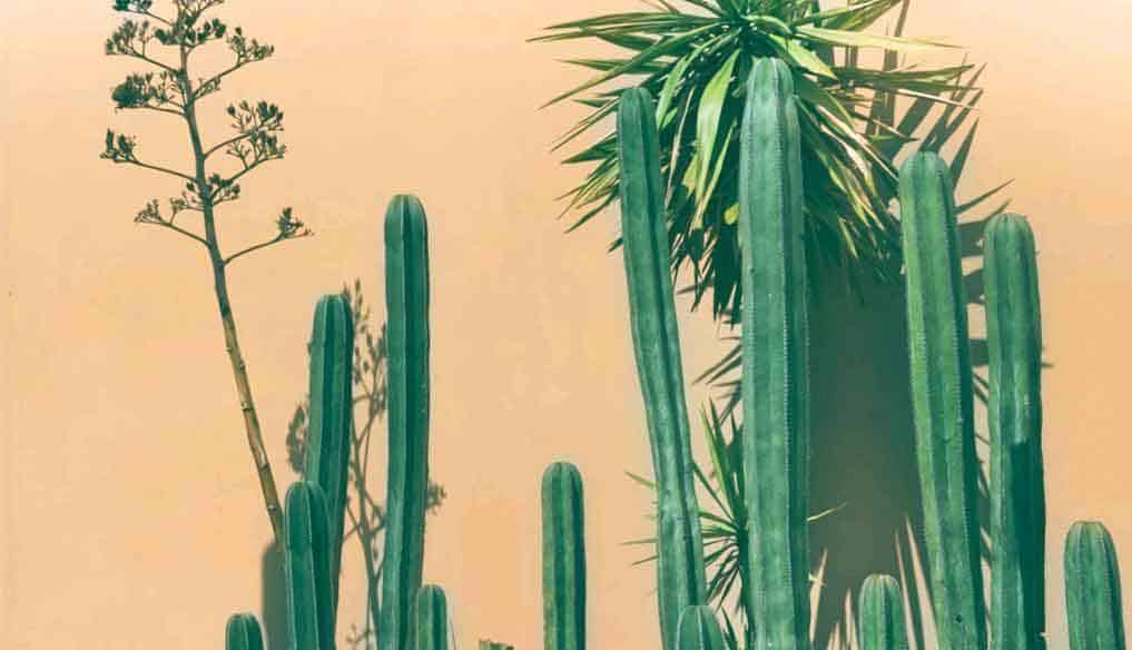 LOS 12 MEJORES CACTUS Y SUCULENTAS PARA PLENO SOL