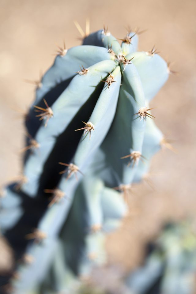 PARTES DE UN CACTUS