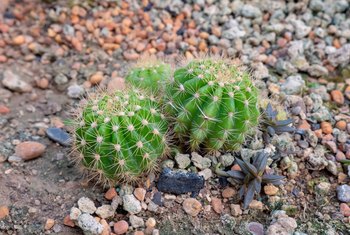 PLANTAS MINI CACTUS