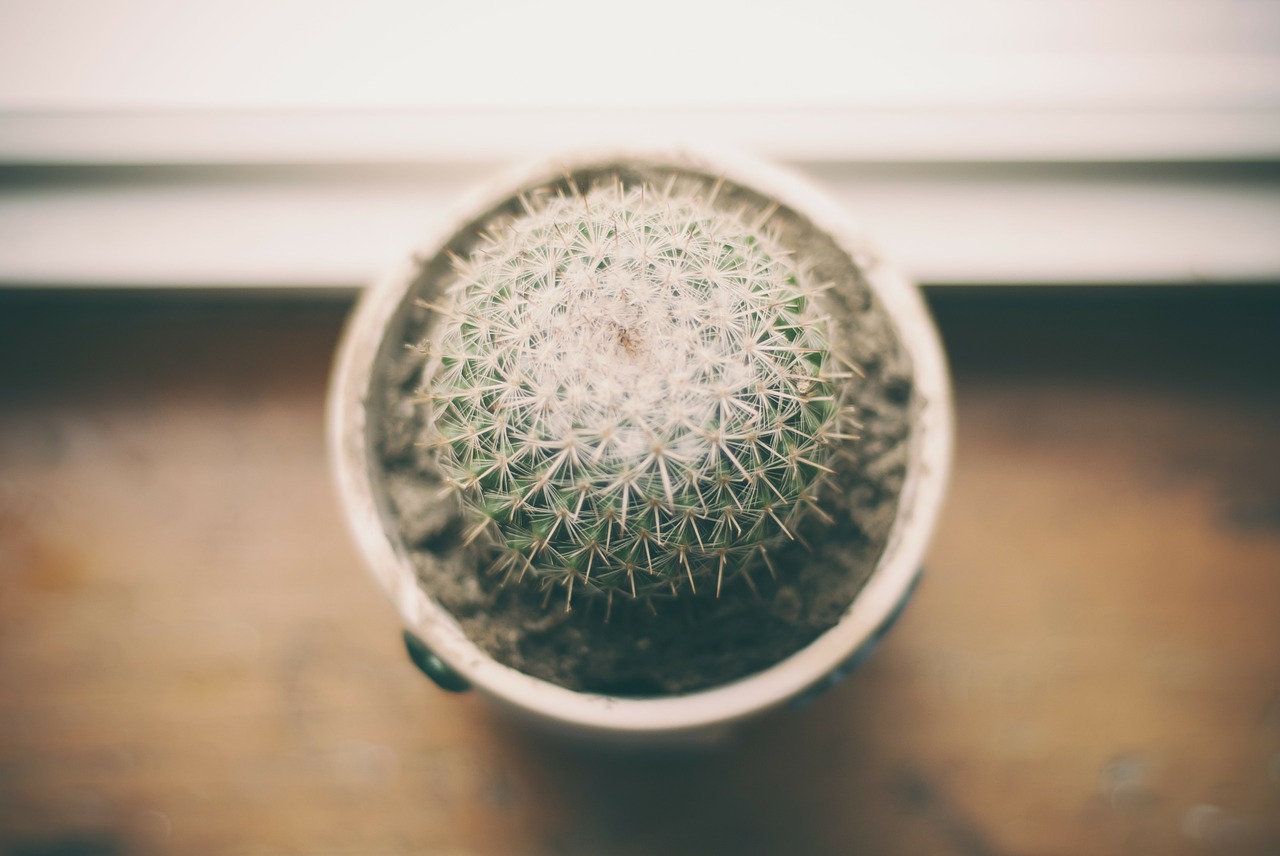 Cómo preparar tierra de macetas para cactus