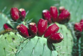 Propiedades de un cactus