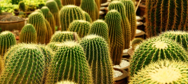 ¿Qué hacer cuando un cactus se niega a florecer?