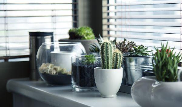 ¿Quieres saber cómo se cuida un cactus?