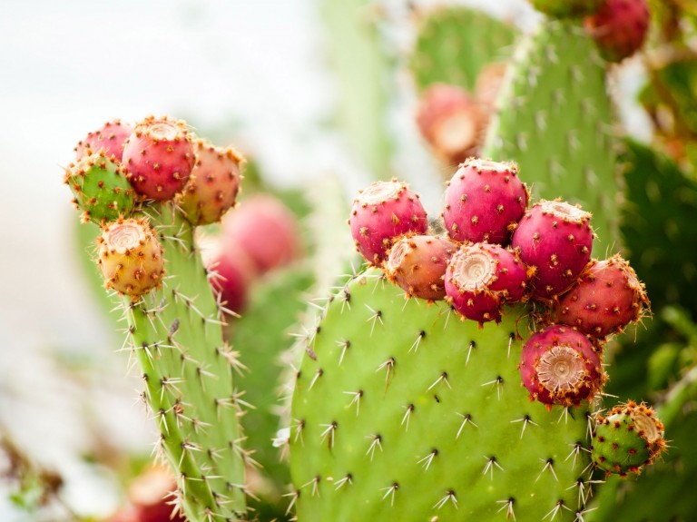 Resumen de los cactus más interesantes para el alféizar de la ventana.