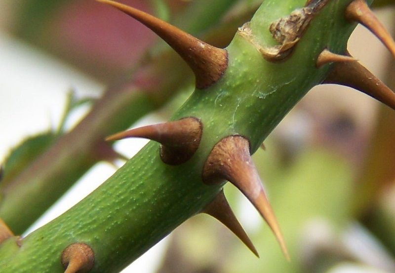 Las Rosas Tienen Espinas ¿O no?