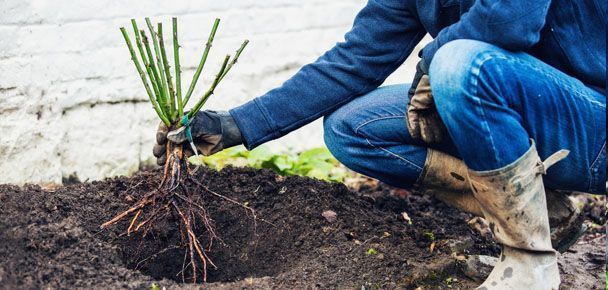 Como Plantar Rosales en el Jardín