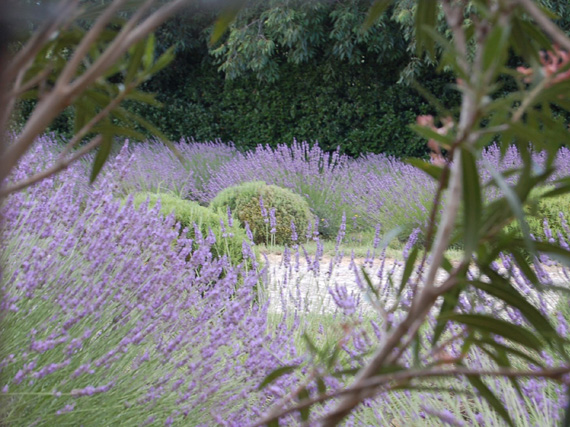 Aromáticas en el jardín: el perfume de la Provenza