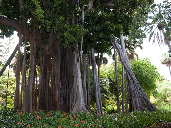 Jardín de La Orotava: un tesoro de joyas tropicales