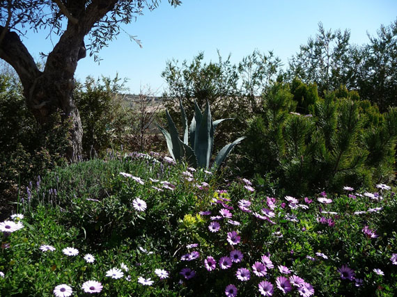 Un jardín de xerófitas, un jardín sostenible