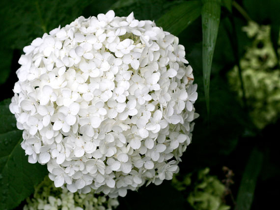 Un refrescante jardín blanco (2ª parte)