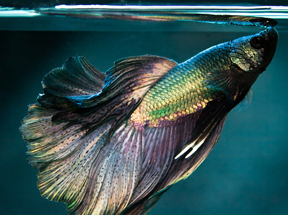 Betta splendens: el Luchador de Siam