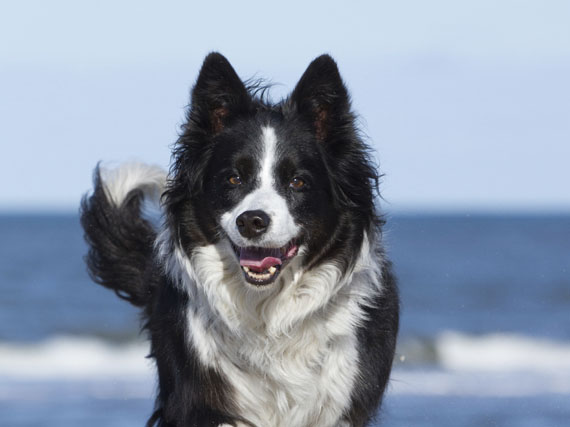 Border Collie: la inteligencia activa