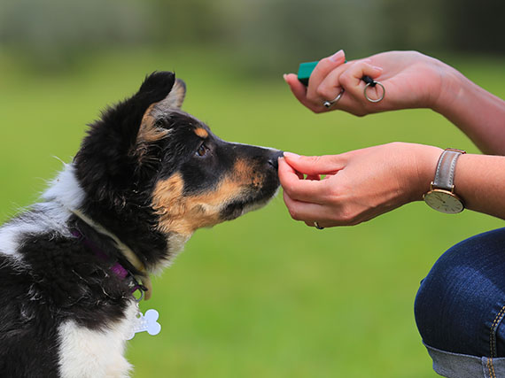 Clicker training, o cómo educar en positivo