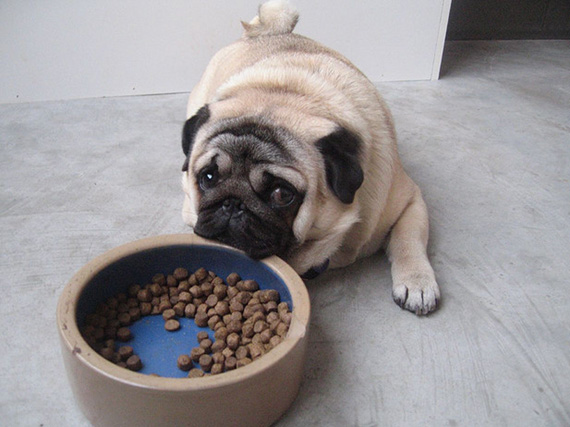 La comida según el perro