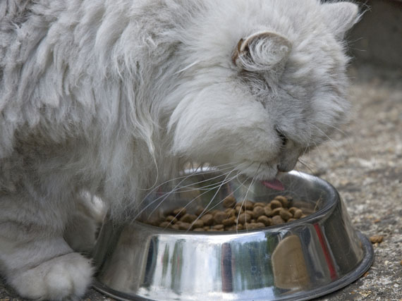 Una dieta para cada gato