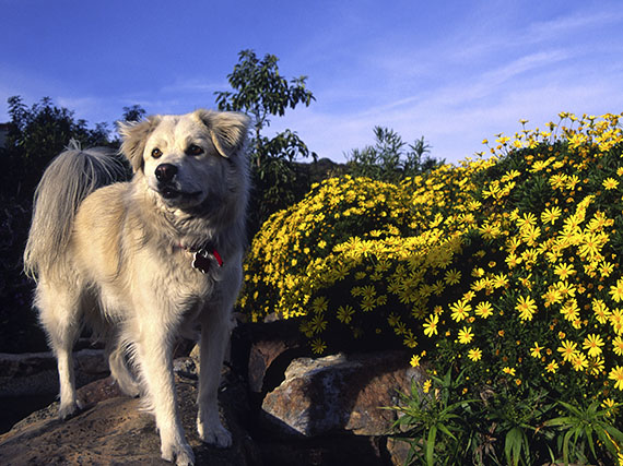 El perro y el jardín, ¡tan amigos!