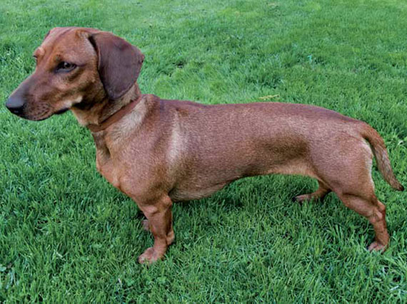 Perro salchicha: cazador de cariño