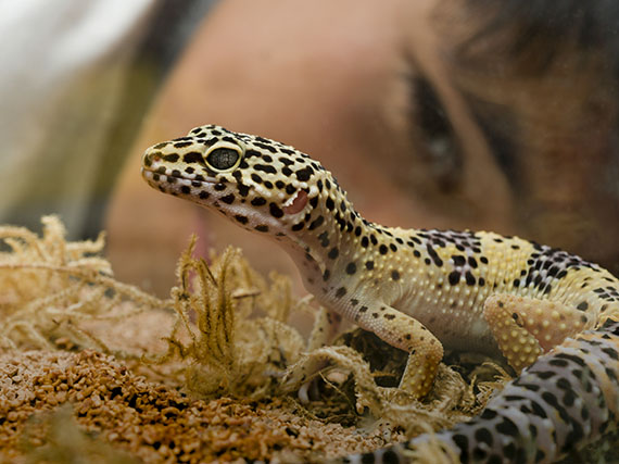 Un terrario, una maqueta viviente