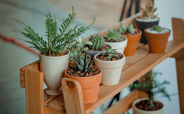 Plantas protectoras del hogar