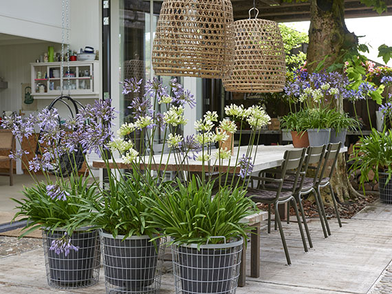 Agapantos para la terraza de verano