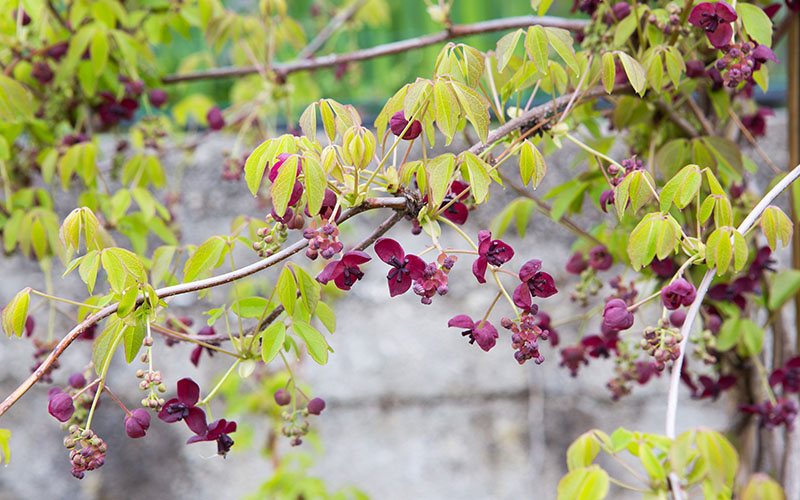 Akebia quinata: una trepadora que enamora