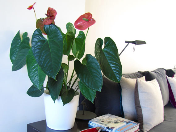 Anthurium, la flor del amor