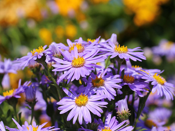 Ásteres: estrellas del jardín de otoño (1ª parte)