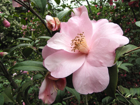 Camelias de primavera: conocerlas es amarlas