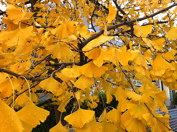 Colores de otoño para tu jardín (1ª parte)