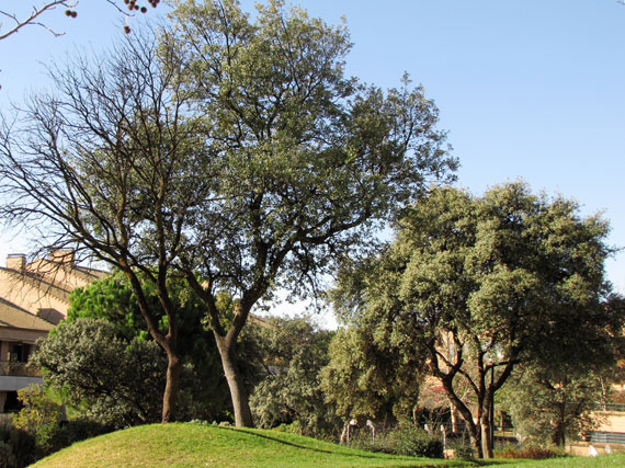 Cómo elegir los árboles del jardín (2ª parte)