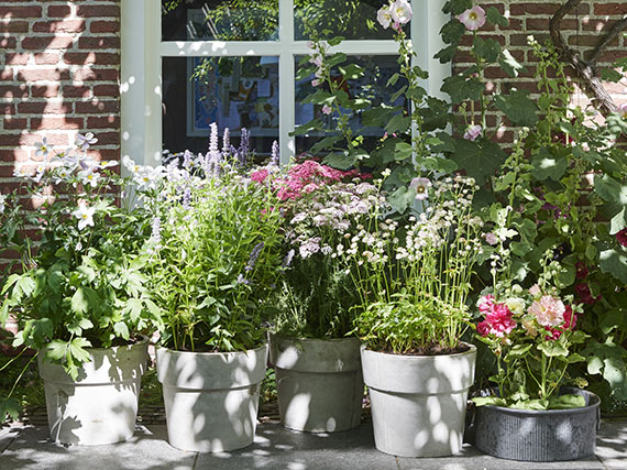 ¡Crea un cottage garden con macetas!