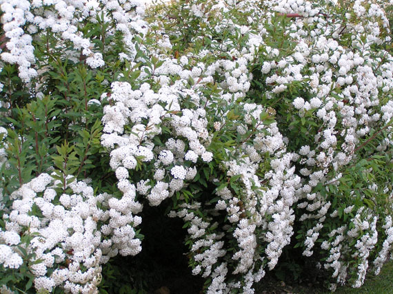 Espíreas: nieve de primavera