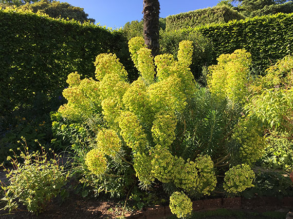 Euforbias para encender de amarillo los jardines