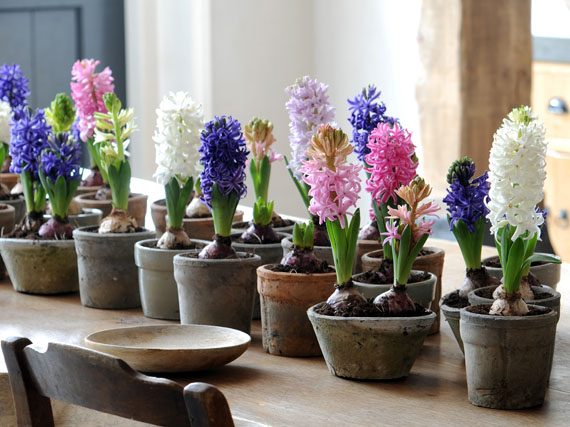 Flores de bulbos por Navidades